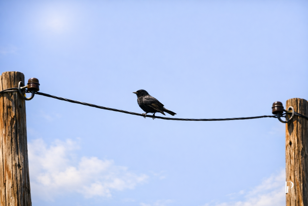 Il passero