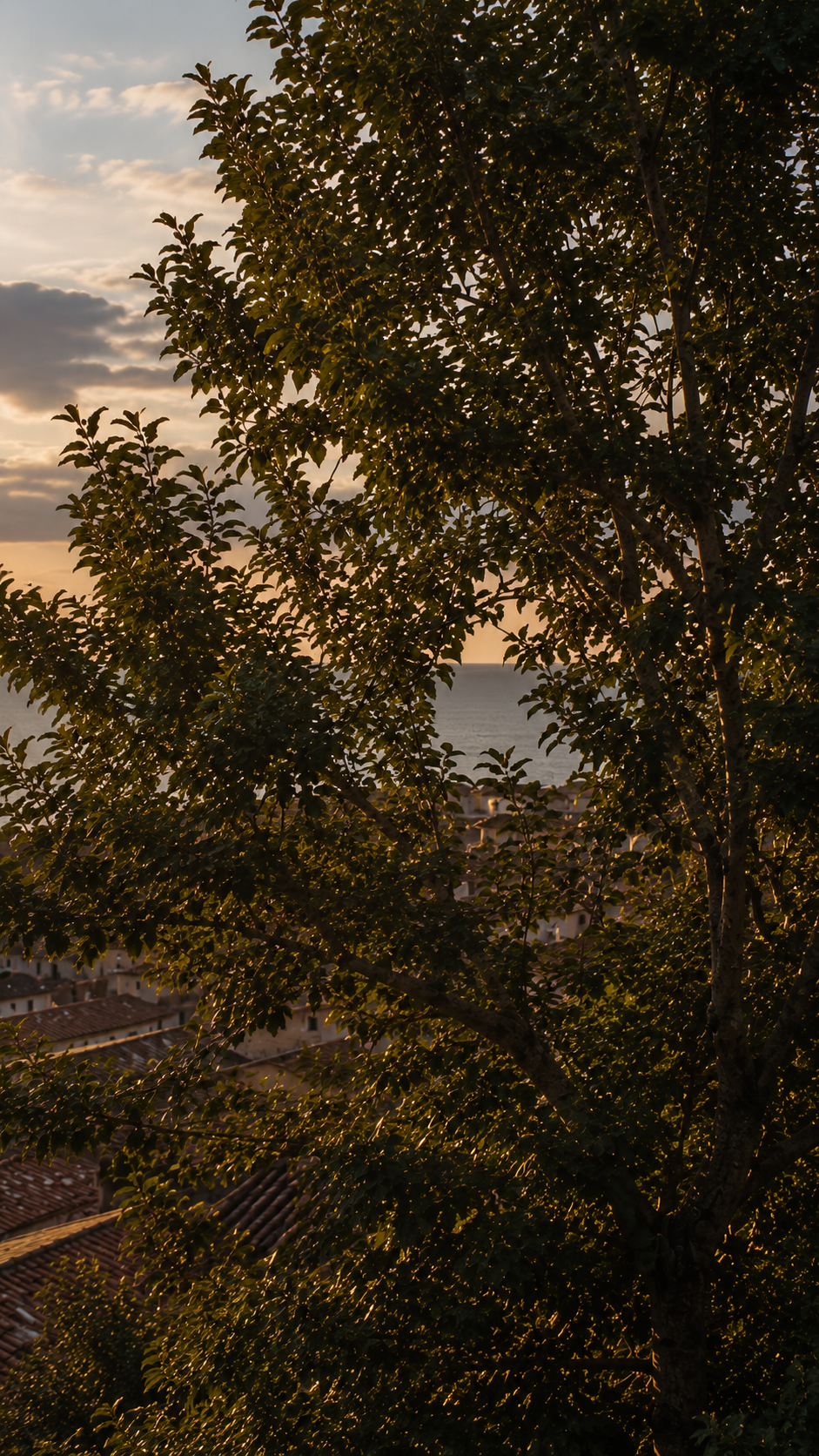 L’Albero e il Mare